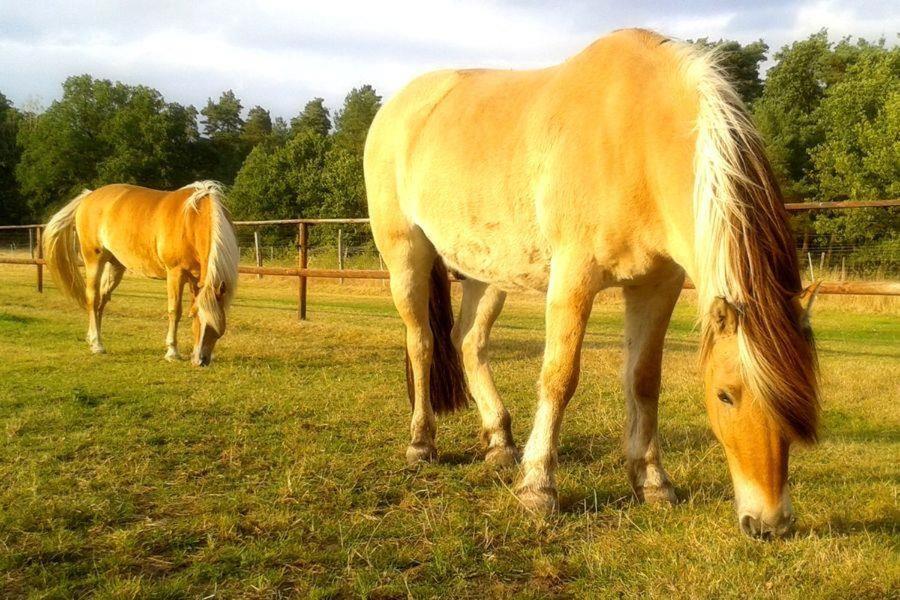 Appartamento Schroederhof Unterluss Esterno foto
