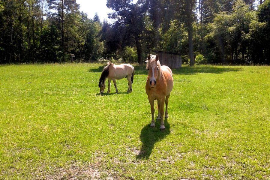 Appartamento Schroederhof Unterluss Esterno foto